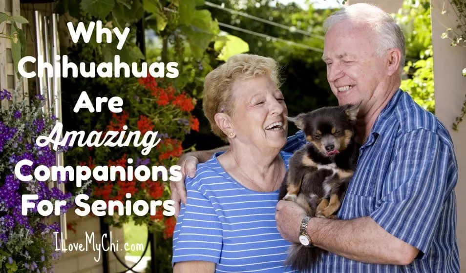 elderly couple holding chihuahua