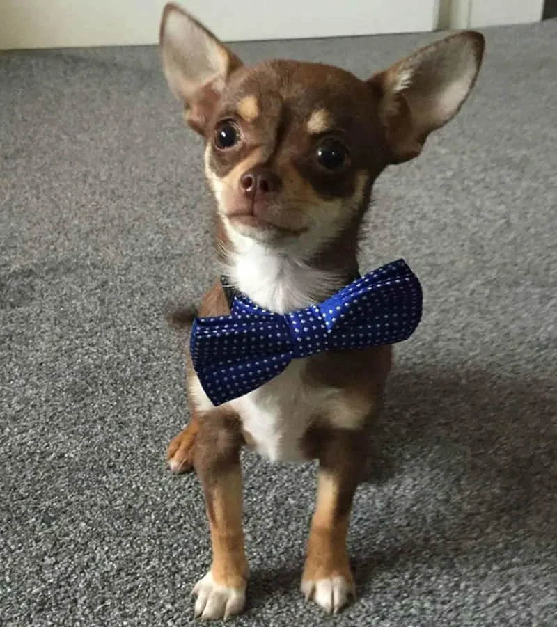 cute chihuahua wearing bow tie