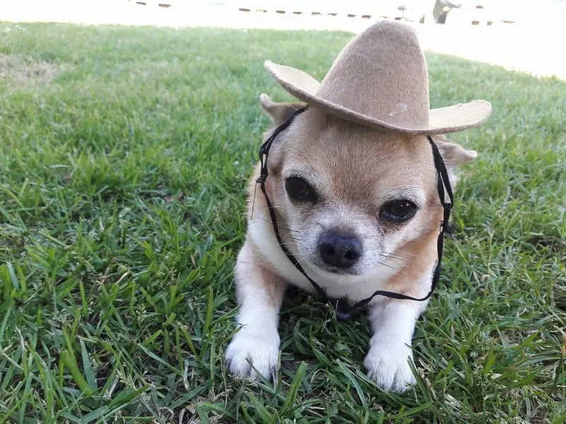 dog in cowboy hat in grass 