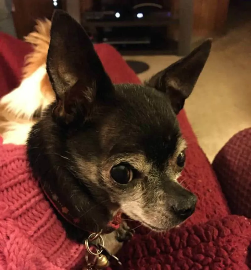 Older chihuahua with grey face wearing pink sweater.