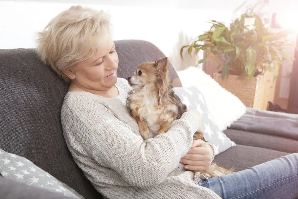 Older lady woman holding chihuahua.