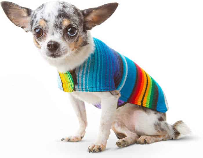 chihuahua wearing Mexican poncho