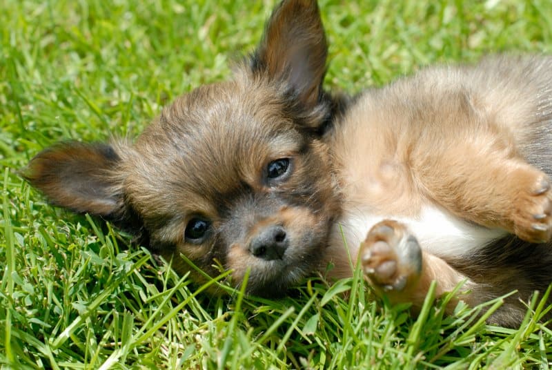 puppy laying in grass