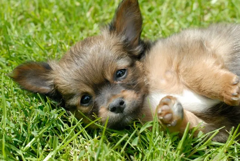puppy laying in grass 