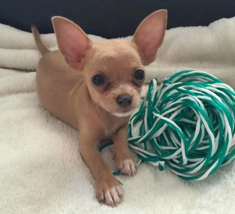 puppy with ball of yarn 