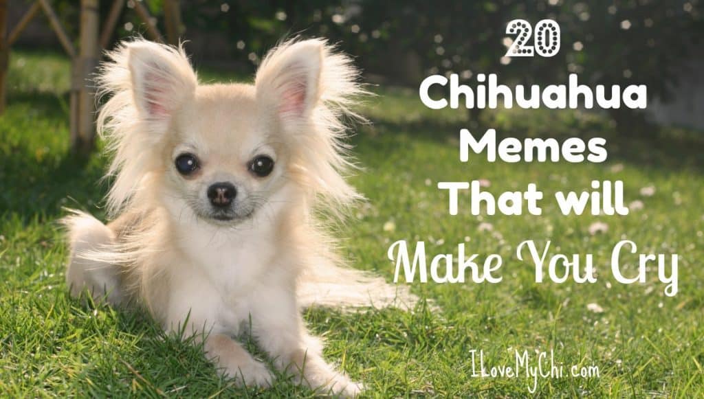20 Chihuahua Memes That will Make You Cry