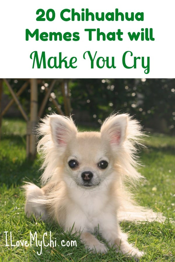 These chihuahua memes may bring a tear to your eye.
#chihuahua #meme