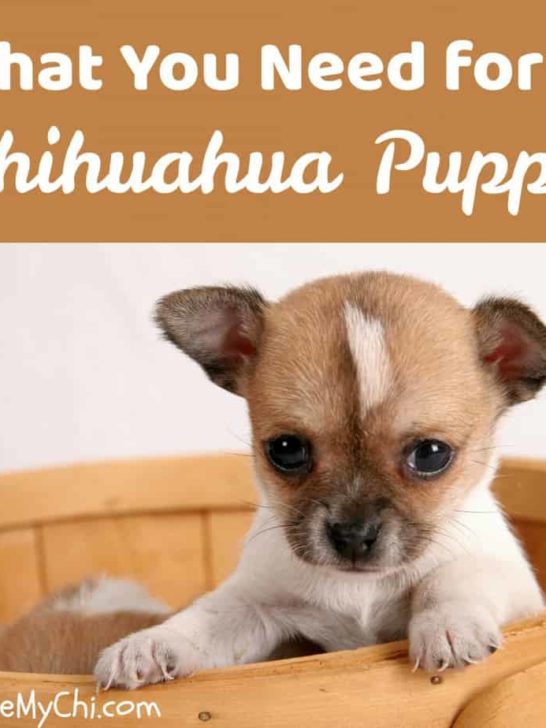 7 Facts About Senior Chihuahuas I Love My Chi
