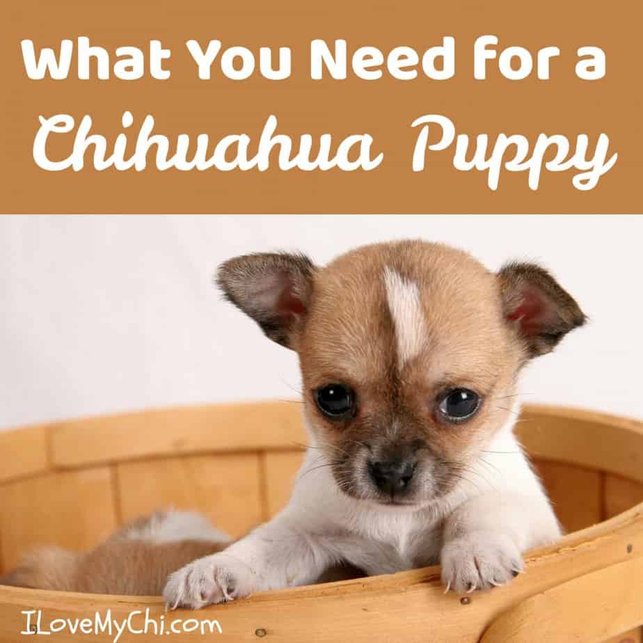 what do you need for a chihuahua puppy? 2