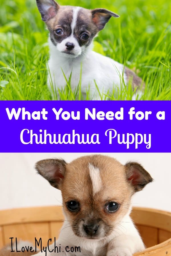 If you are planning on getting a chihuahua puppy, there are supplies you will need for your new fur baby. This article will show you what to get.
#chihuahua #puppy