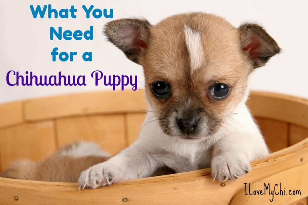 what you need for a puppy