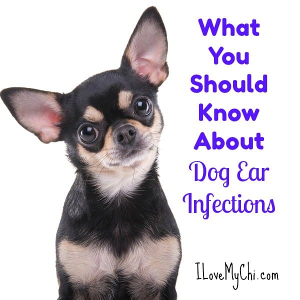 What You Should Know About Dog Ear Infections