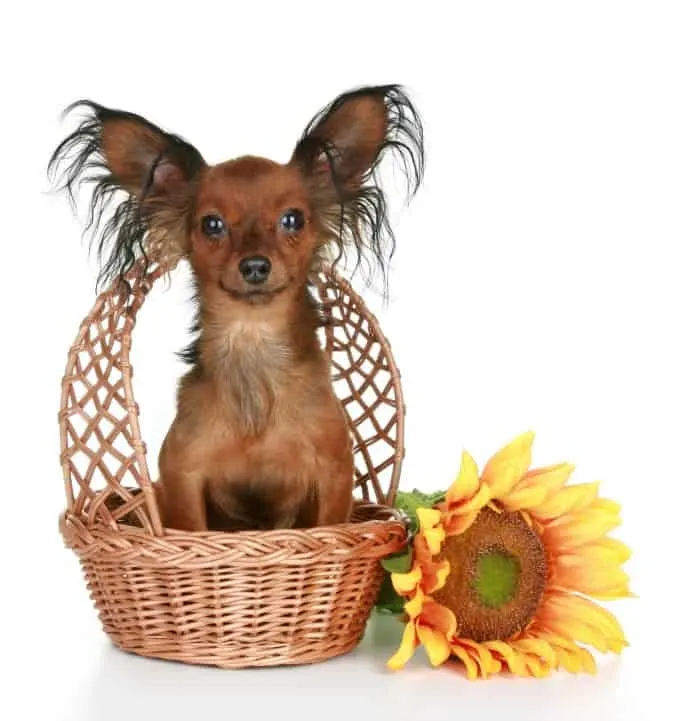 cute chihuahua in basket