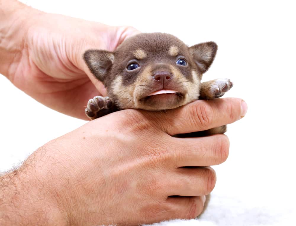 chocolate chihuahua puppy being held