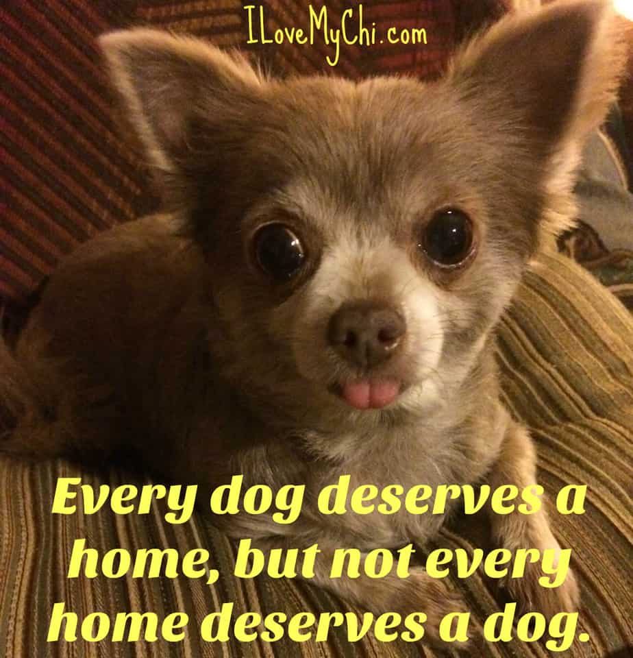 20 Chihuahua Memes That will Make You Cry I Love My Chi
