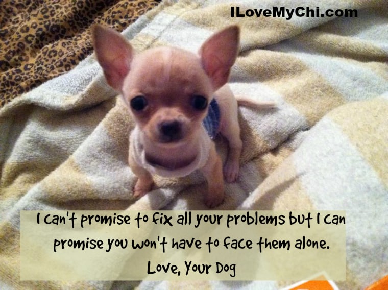 20 Chihuahua Memes That will Make You Cry | I Love My Chi