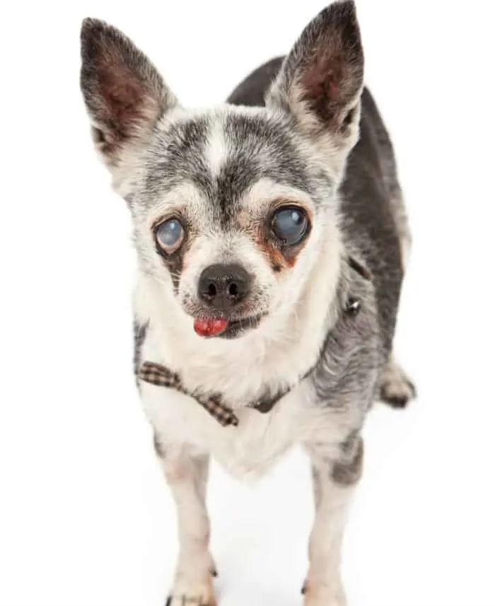 elderly chihuahua with cloudy eyes