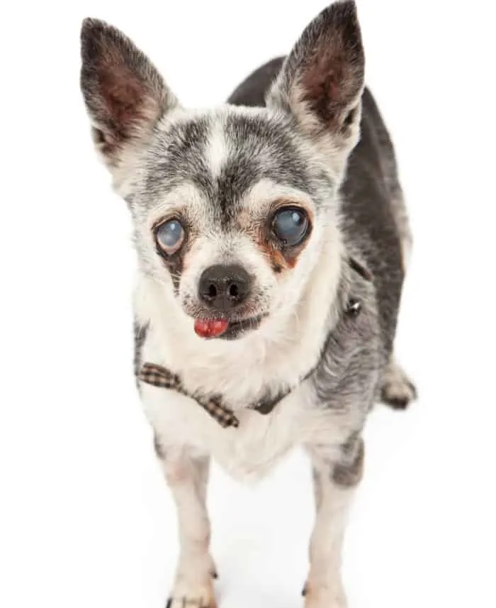 elderly chihuahua