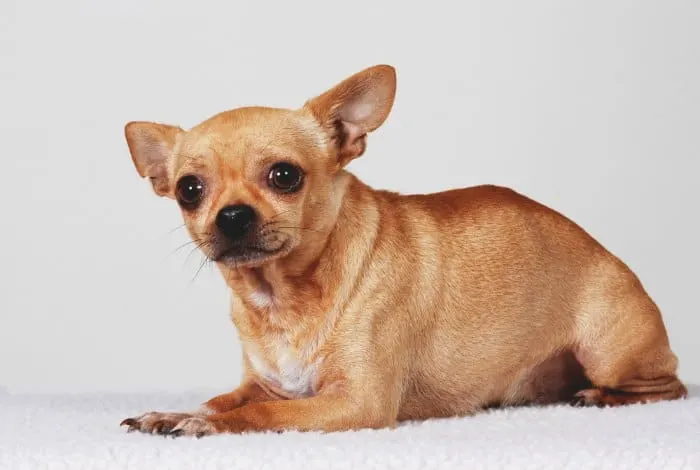 fawn colored chihuahua laying down