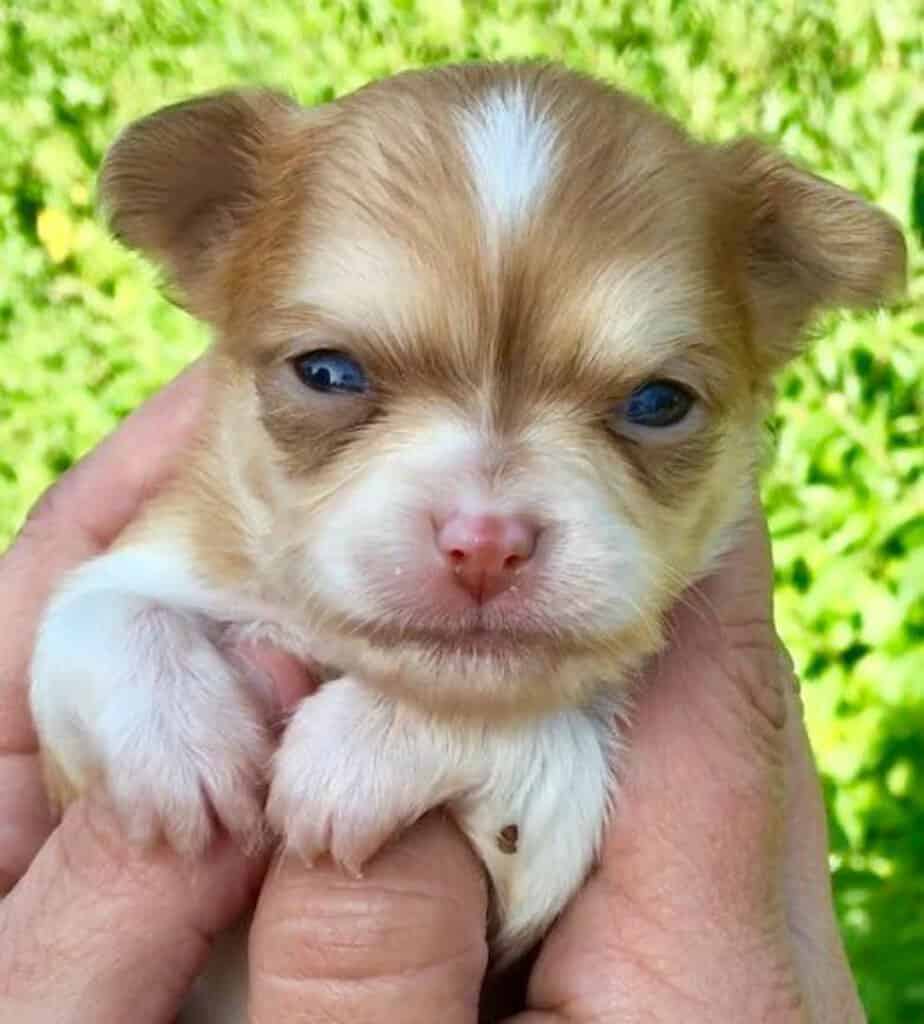 tan and white chihuahua puppy being held in someone's hands