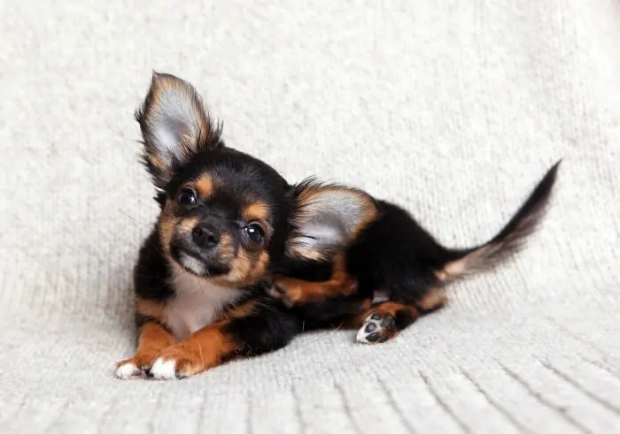cute chihuahua with big ears laying down