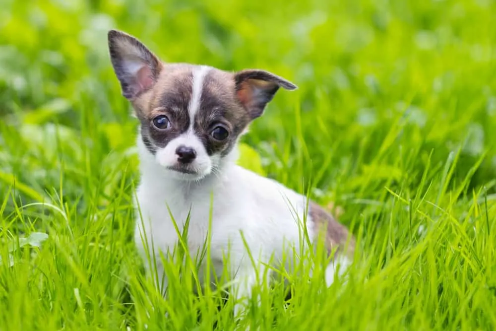 white and brown puppy in grass