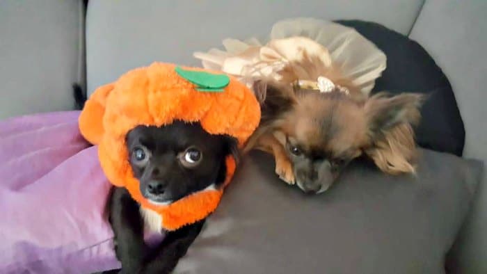 2 chihuahuas in their Halloween costume as a pumpkin and princess