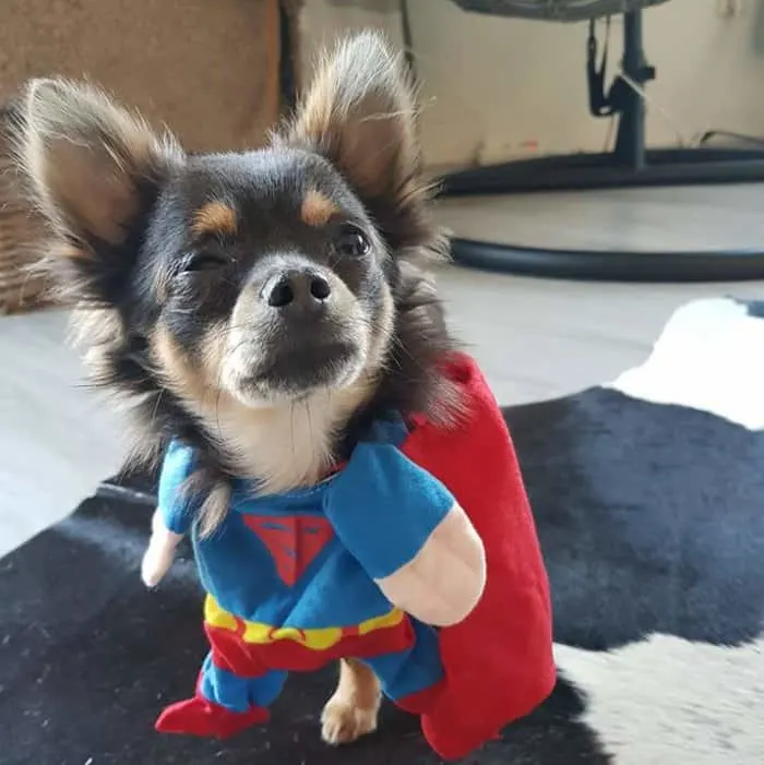 chihuahua in superman Halloween costume