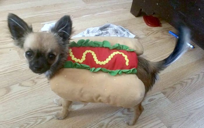 chihuahua in hotdog costume