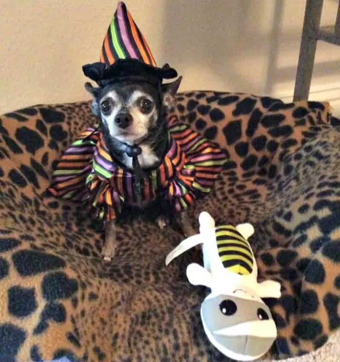 chihuahua in witch's costume