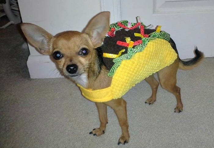 chihuahua in taco costume