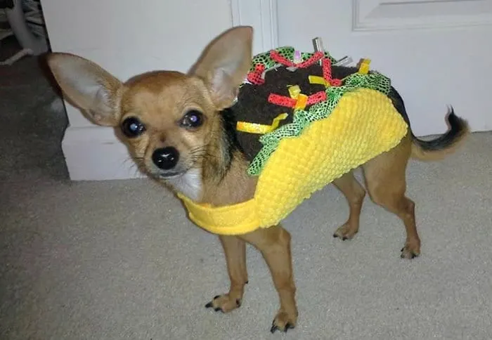 Halloween Chihuahuas 2018 - I Love My Chi