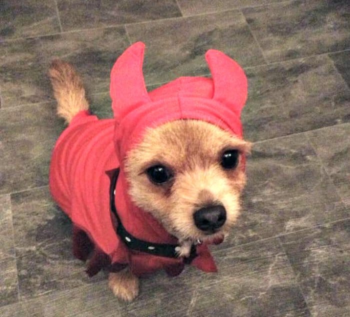chihuahua in devil costume
