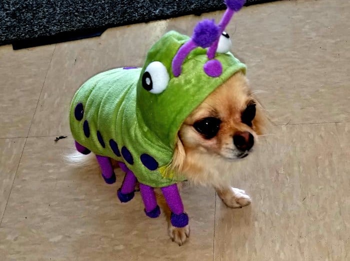 chihuahua in caterpillar costume