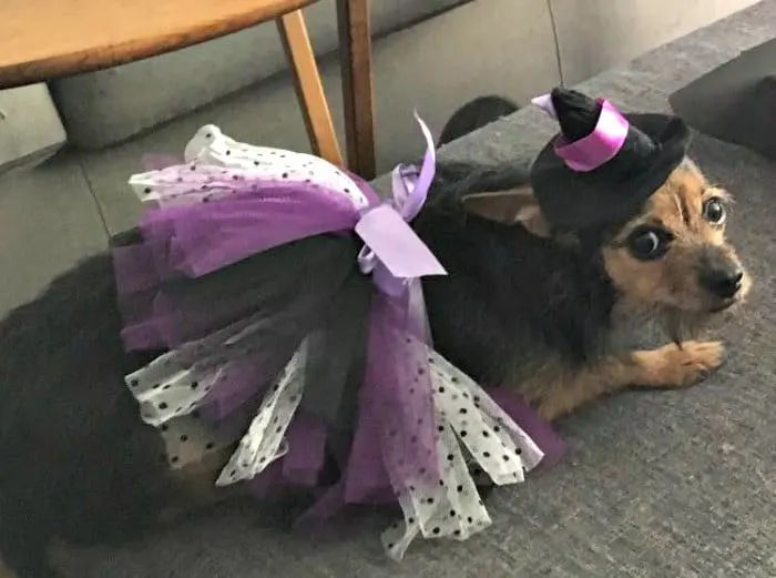 chihuahua in witch costume