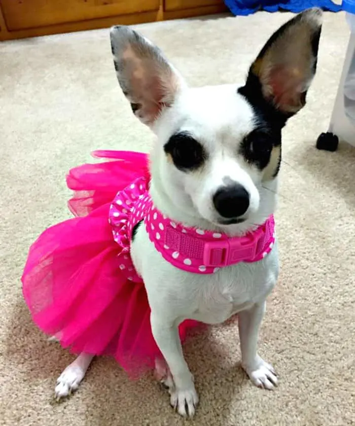 chihuahua in ballerina costume