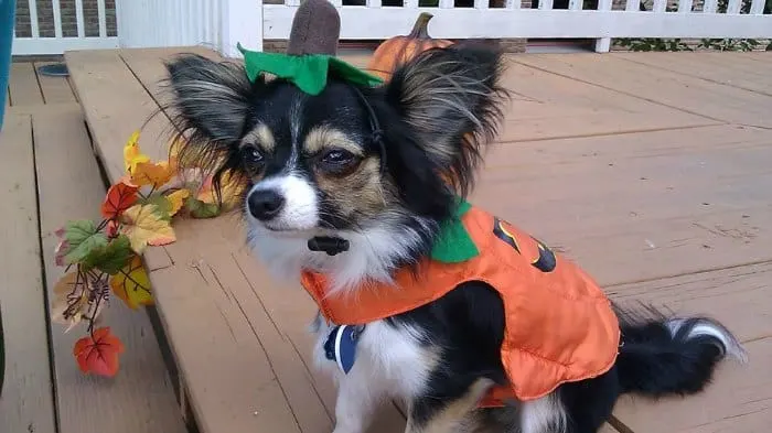 chihuahua in pumpkin costume