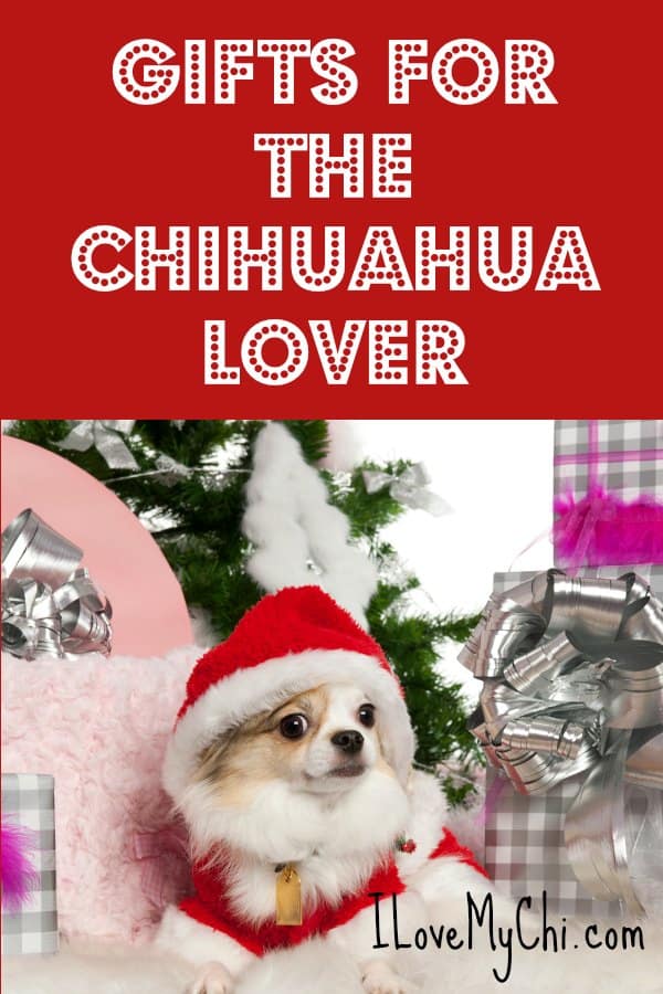 chihuahua dog with gift