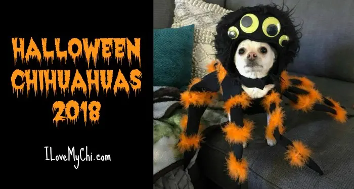 Chihuahua  in spider Halloween costume
