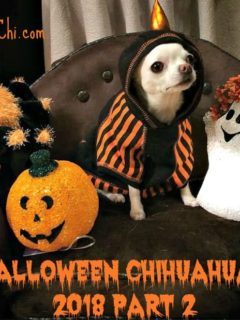 chihuahua wearing hooded cloak sitting on chair with several Halloween items by him