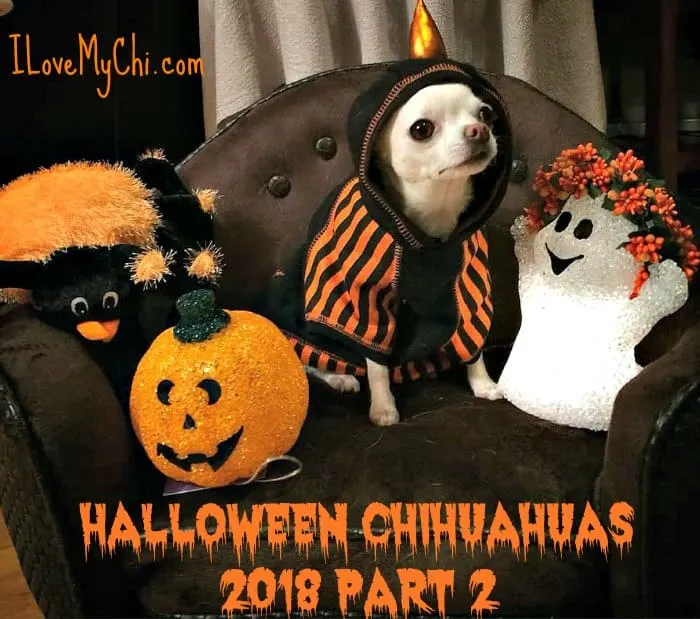chihuahua wearing hooded cloak sitting on chair with several Halloween items by him