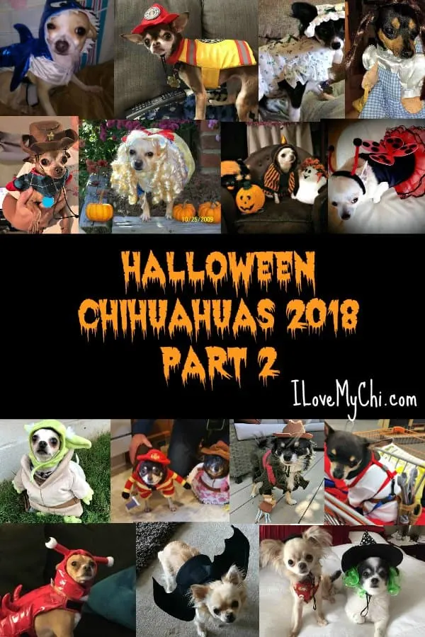 Collage of photos of chihuahuas in Halloween costumes.