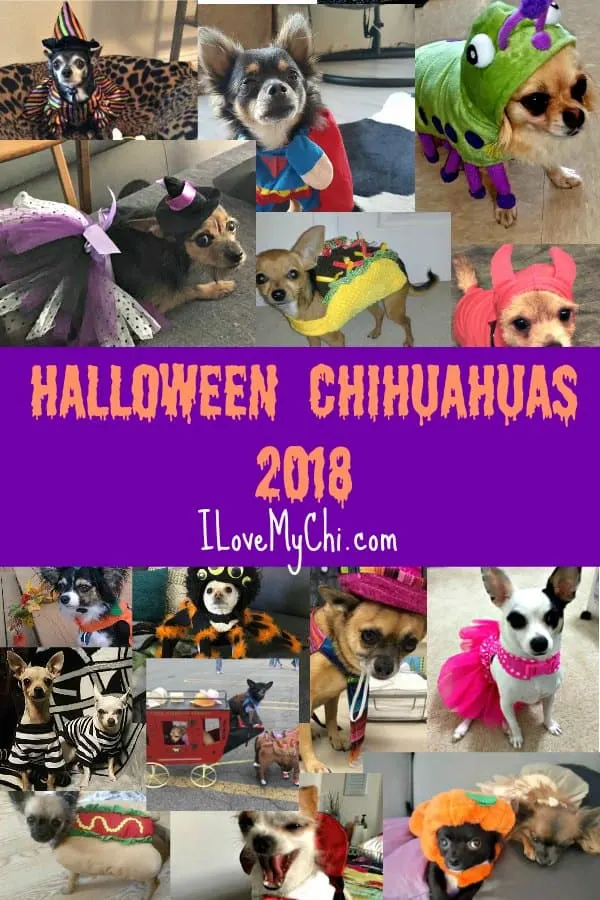 Chihuahuas in their Halloween costumes.