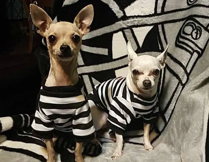2 chihuahuas in prisoner costumes