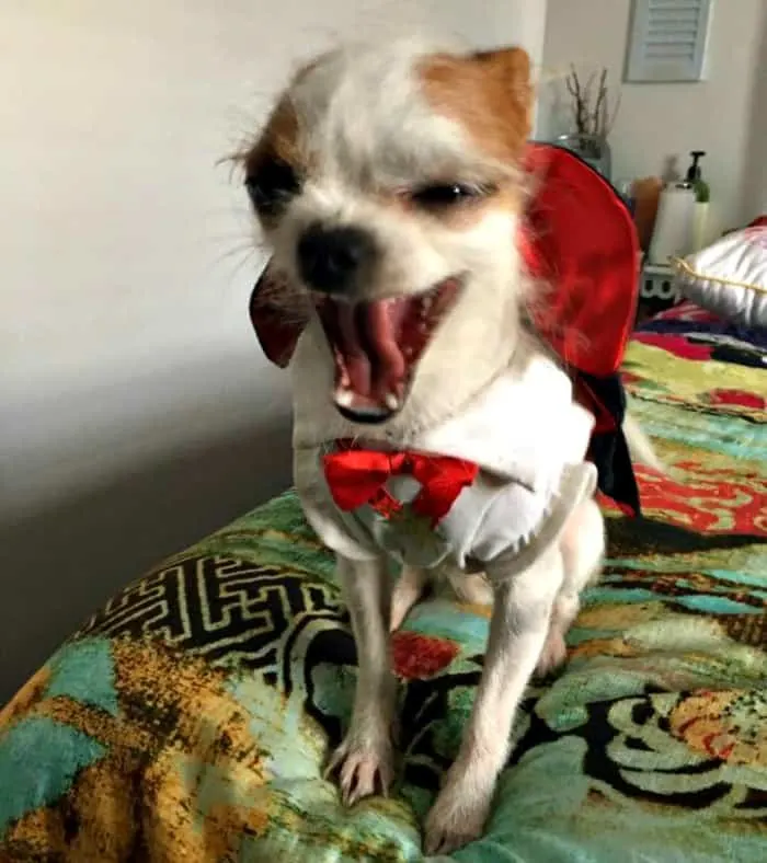 chihuahua in vampire costume