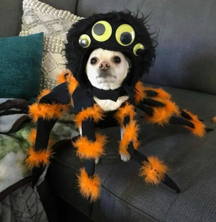 chihuahua wearing spider costume