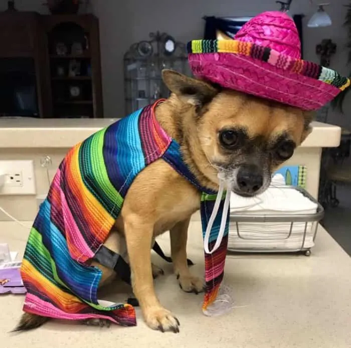 Lucy in her poncho and sombrero 