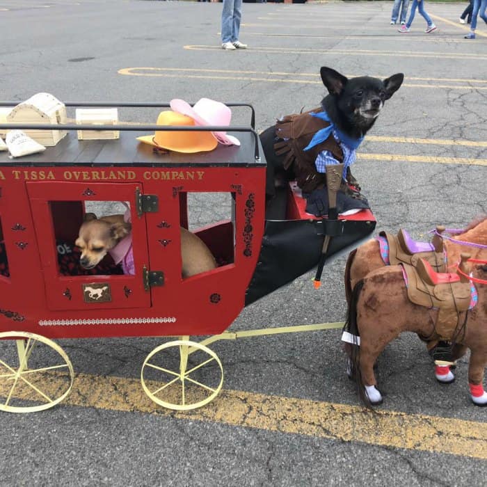 2 chihuahuas in stagecoach