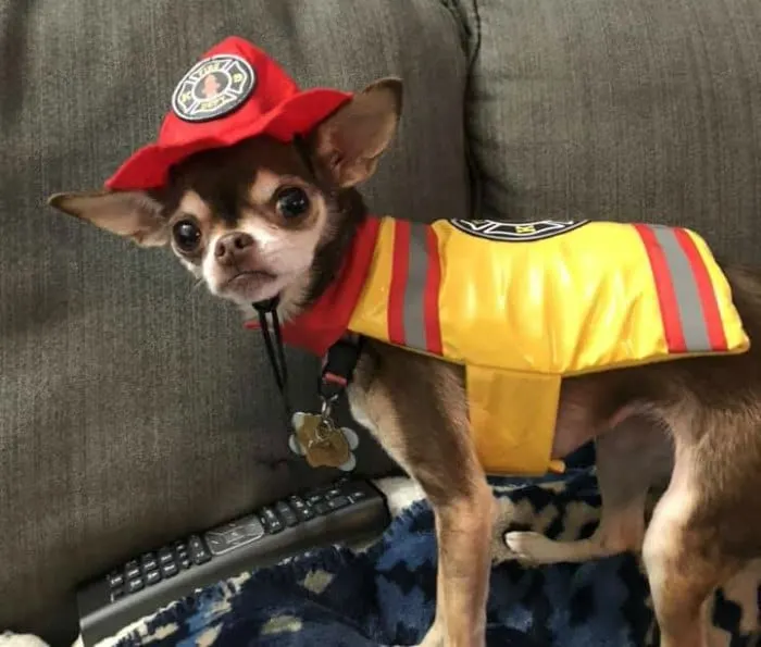 chihuahua in fireman costume