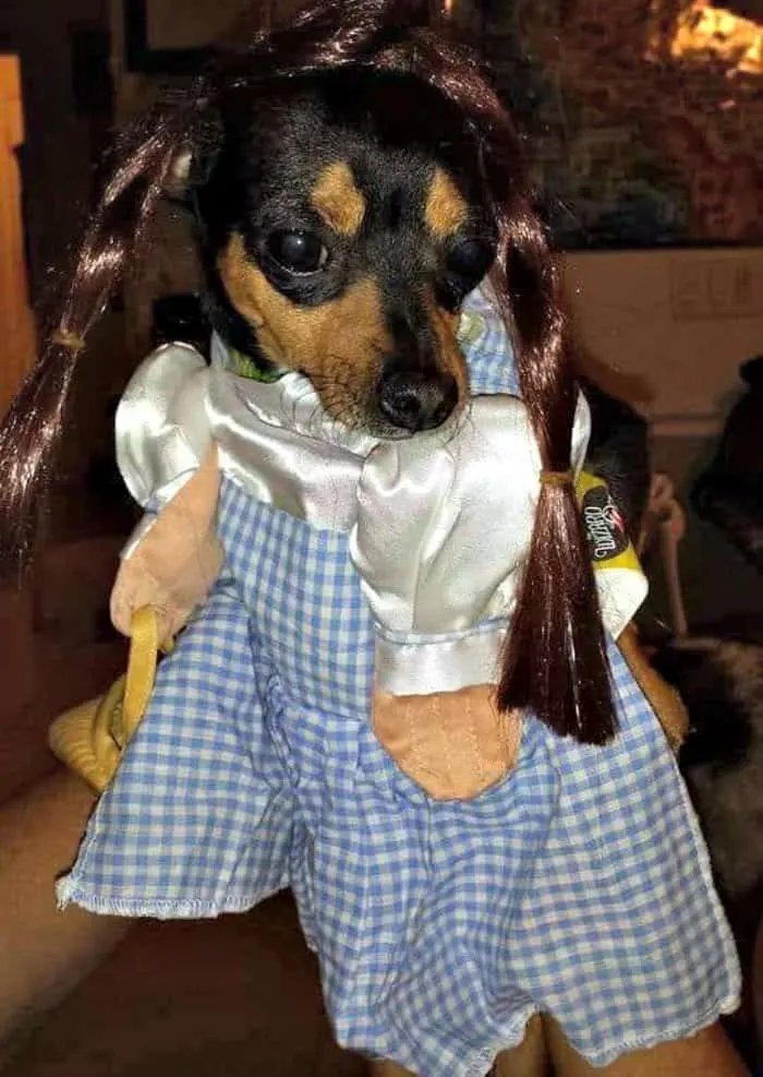chihuahua in Dorothy from Wizard of Oz costume